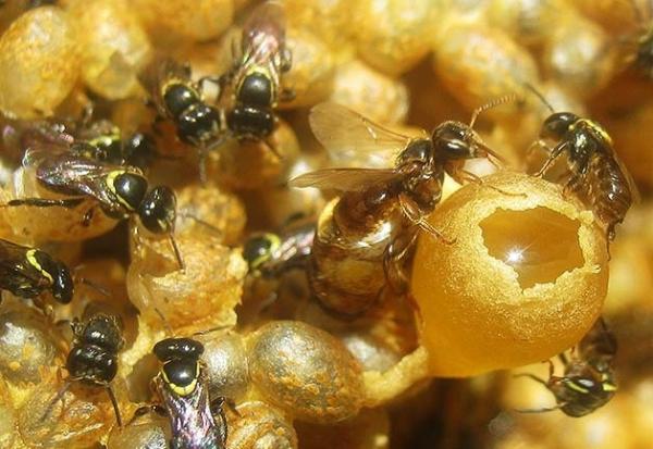 Austroplebeia cincta queen workers Anne Dollin Aussie Bees