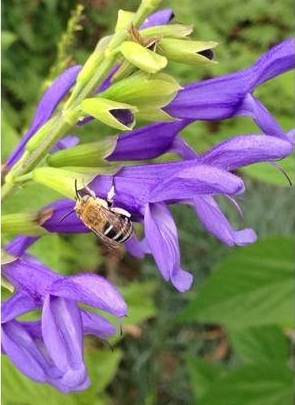 Blue banded bee © Shona Blair