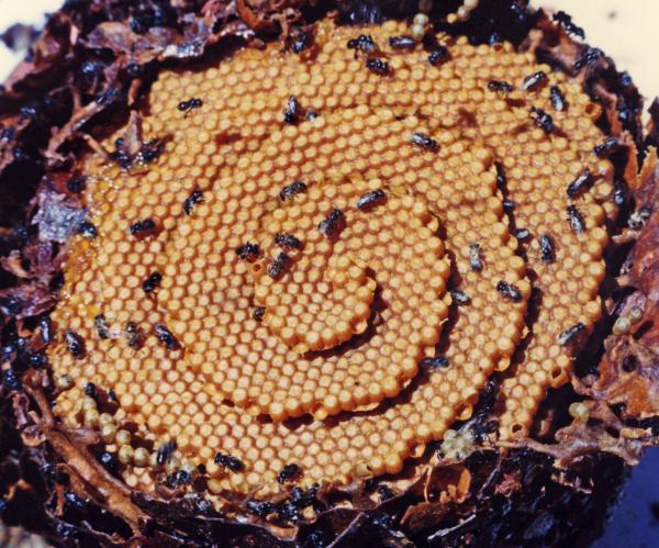 Brood comb of a native Australian stingless bee (Tetragonula carbonaria) colony © Anne Dollin