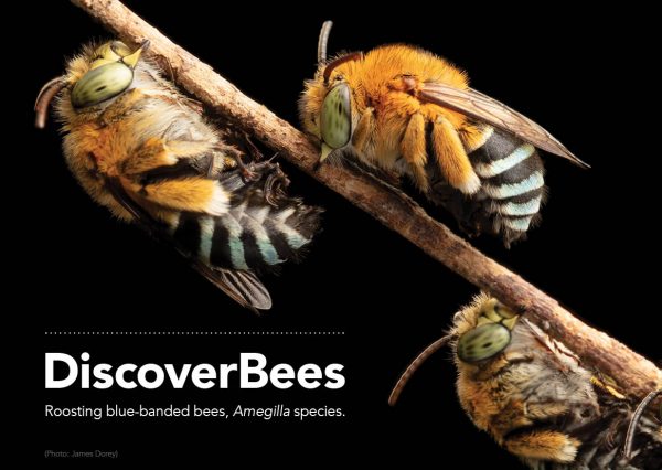 Discover Bees