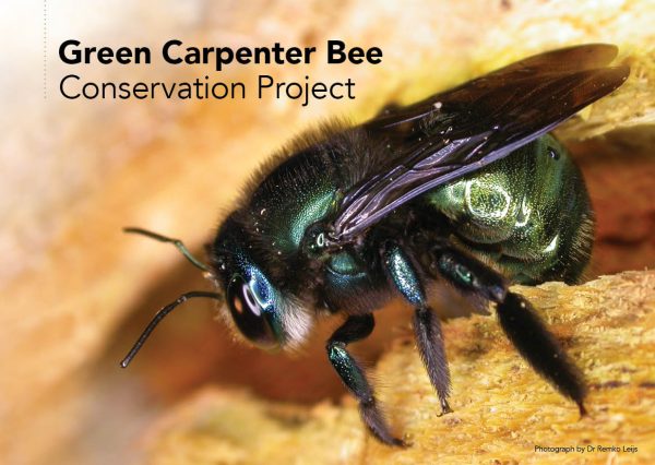 Green Carpenter Bee